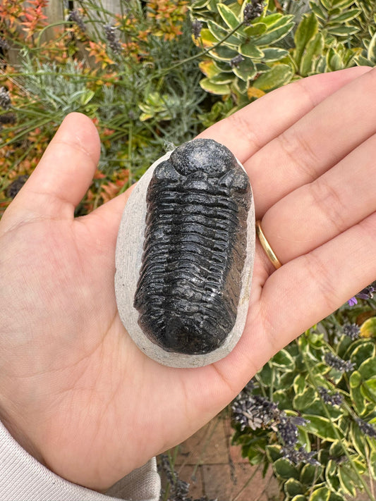 Trilobite Fossil