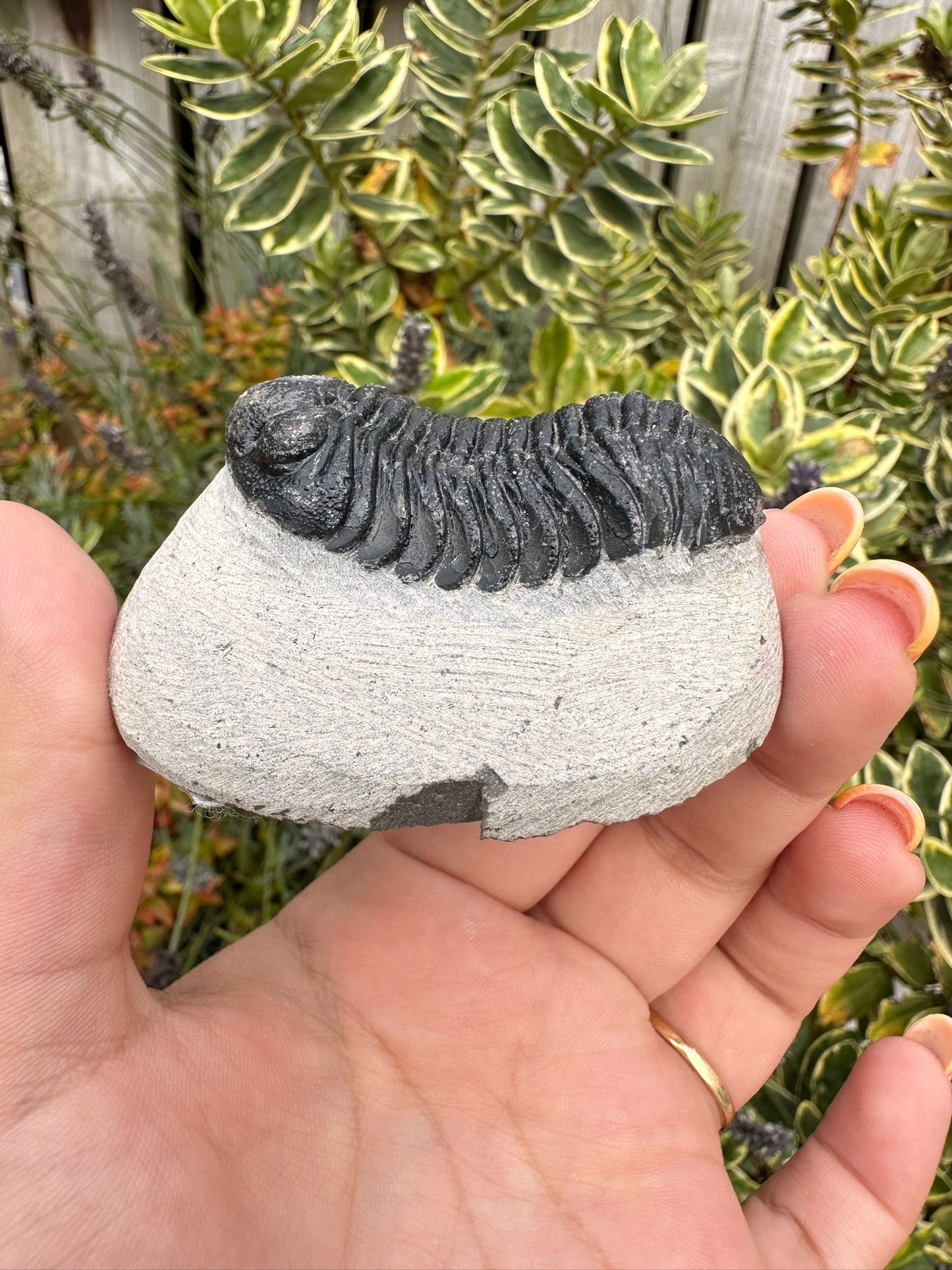 Trilobite Fossil